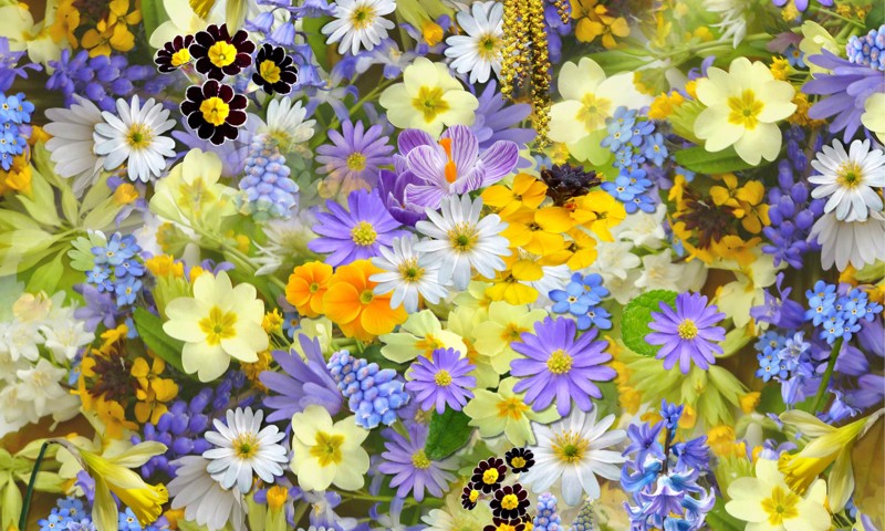 Sommerblomster i gule, lilla og gule farver. Sommerblomster i gule, lilla og gule farver.
